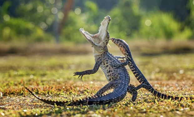 Hendy Lie, Indonesia, Nature & Wildlife, Open, 2016 Sony World Photography Awards