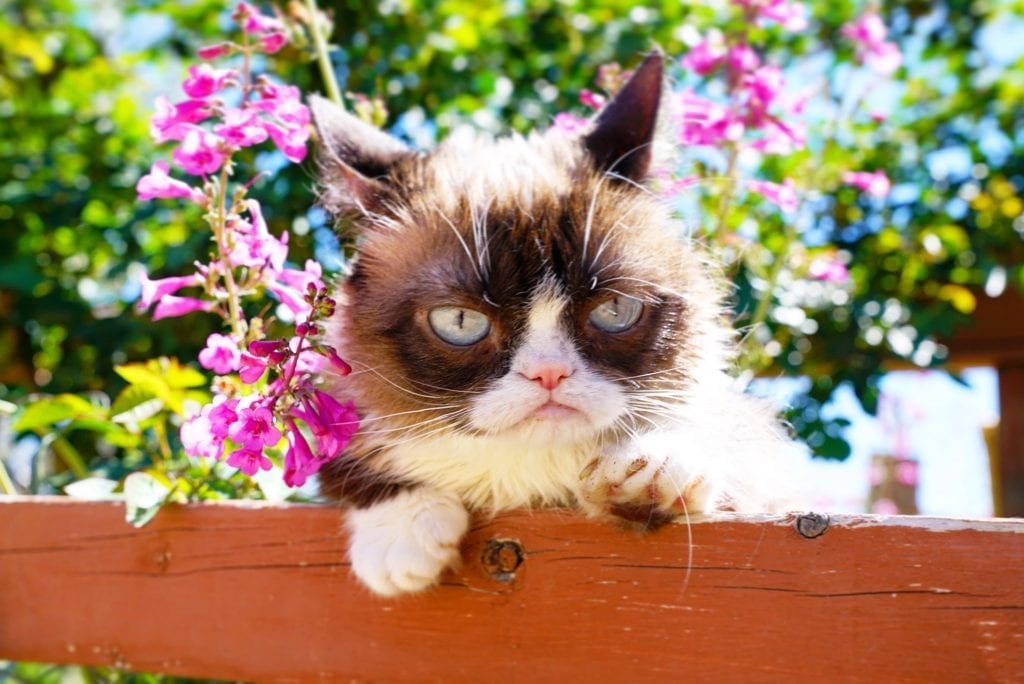 Grumpy Cat 8